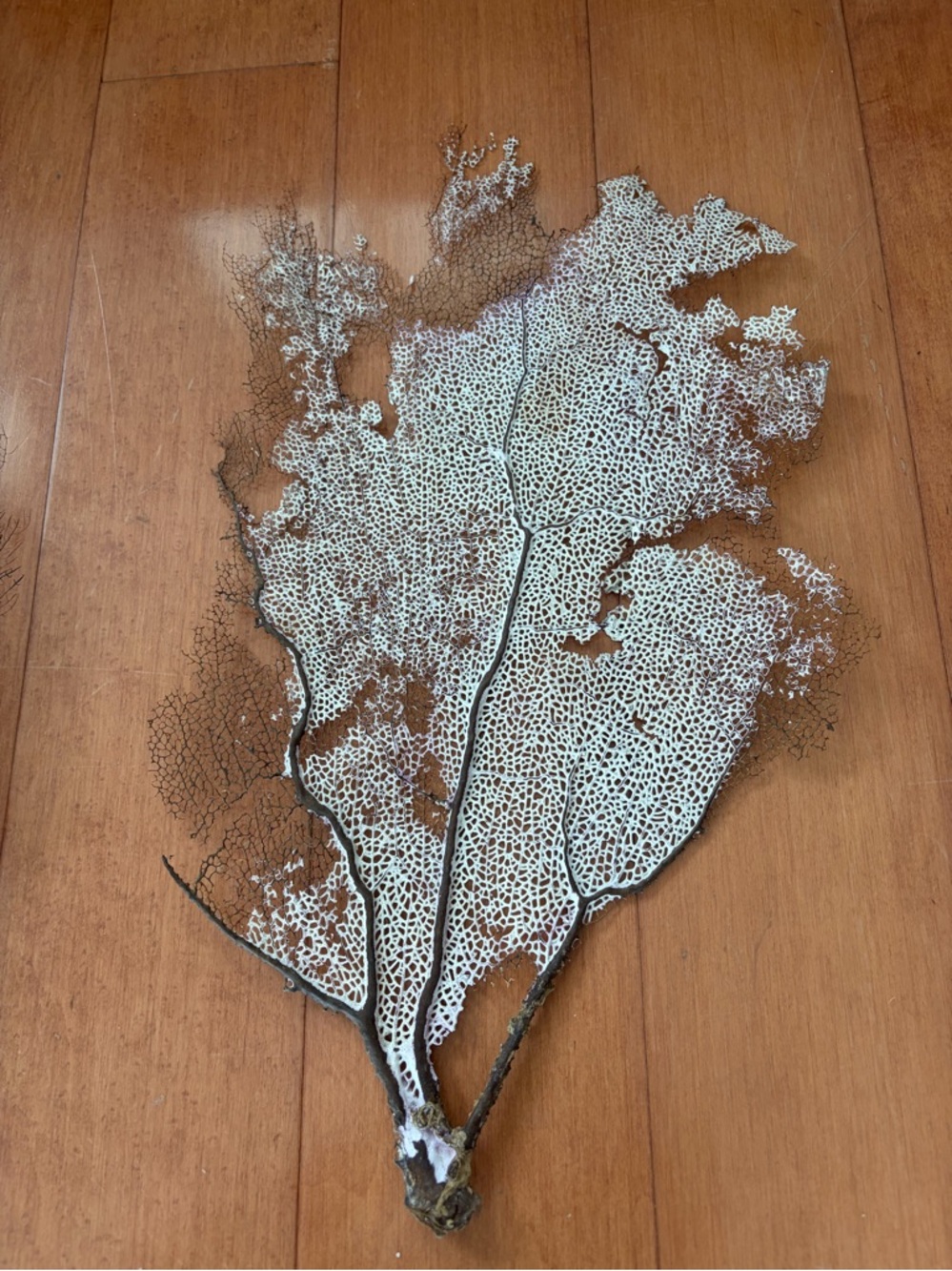 Sea fan coral, L size - Picture 3 of 7